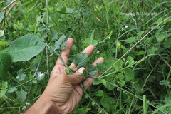 Priva cordifolia